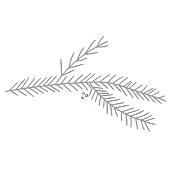 Zweige für den Advent - eine Illustration
