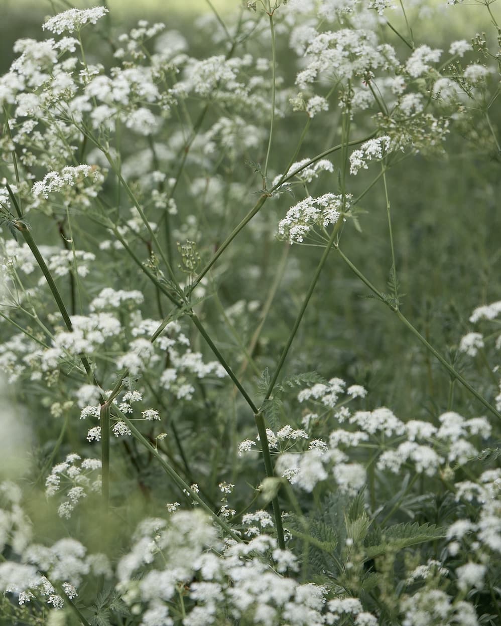 Weiße Wildkräuter gehören im Rahmen zu Healing Architecture auch zu einem Therapiegarten