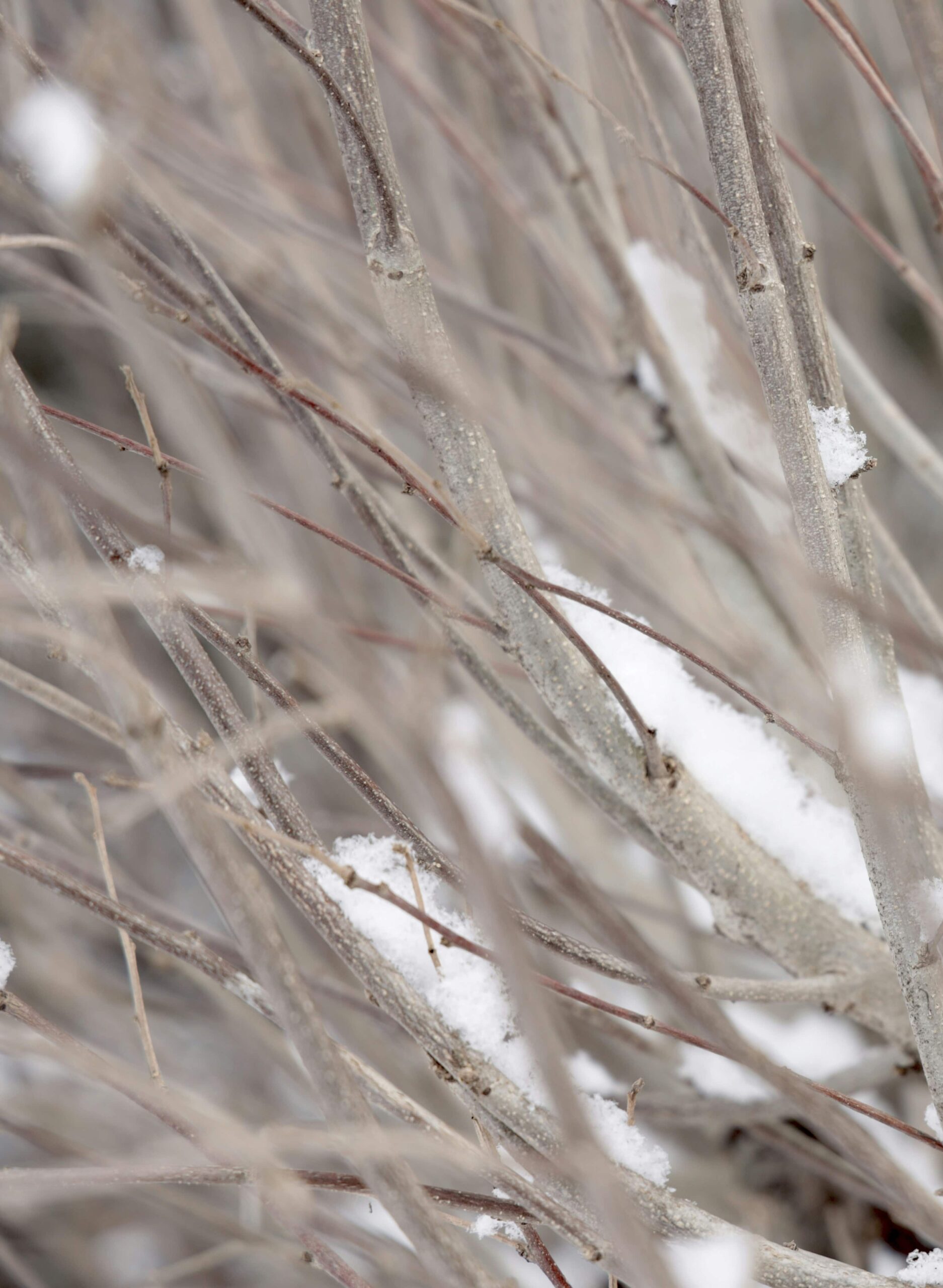 Ein Strauch im Winter mit Schnee. Teil eines Therapiegartens